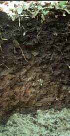 Более крупные организмы, такие как дождевые черви, позже распространяют гумус в более глубокие слои, дополнительно развивая почву и давая возможность растениям расти